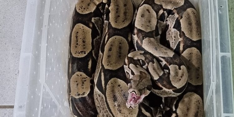 PMCE resgata jiboia encontrada em residência no Crato