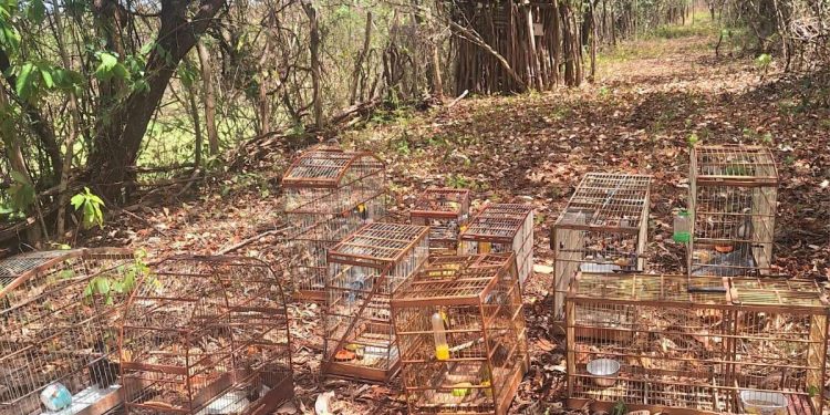 Semace realiza soltura de 53 animais silvestres