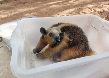 Tamanduá-mirim é resgatado pela PMCE em Barbalha