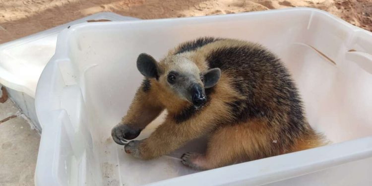 Tamanduá-mirim é resgatado pela PMCE em Barbalha