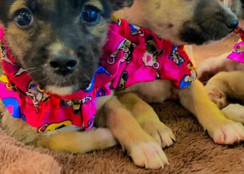 Feira de adoção de animais no Cariri Shopping completa 5 anos com mais 800 animais adotados