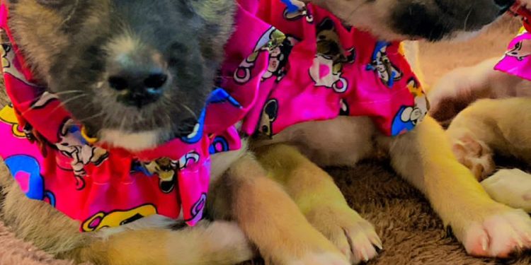 Feira de adoção de animais no Cariri Shopping completa 5 anos com mais 800 animais adotados