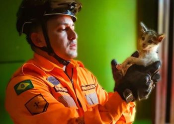 Filhote de gato é resgatado de cano de descarga em Juazeiro do Norte