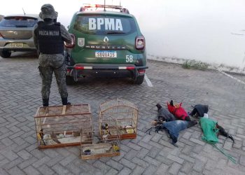 PMCE encerra rinha de galo e apreende 21 aves no Crato