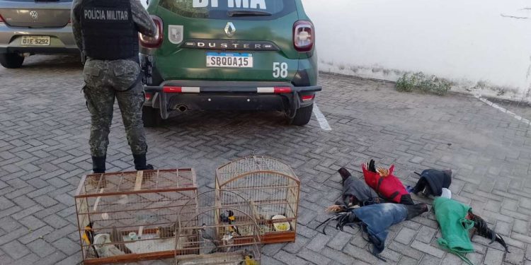 PMCE encerra rinha de galo e apreende 21 aves no Crato