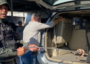 PMCE resgata gavião e jiboia durante ações distintas em Juazeiro do Norte