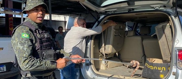 PMCE resgata gavião e jiboia durante ações distintas em Juazeiro do Norte