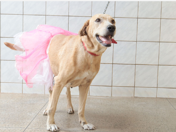 Centro de Controle de Zoonoses tem animais disponíveis para adoção