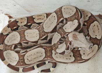 BPMA da PMCE resgata jiboia em residência em Juazeiro do Norte