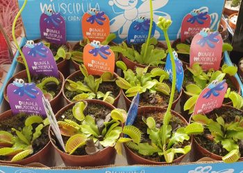 Festival das Flores de Holambra volta ao Cariri