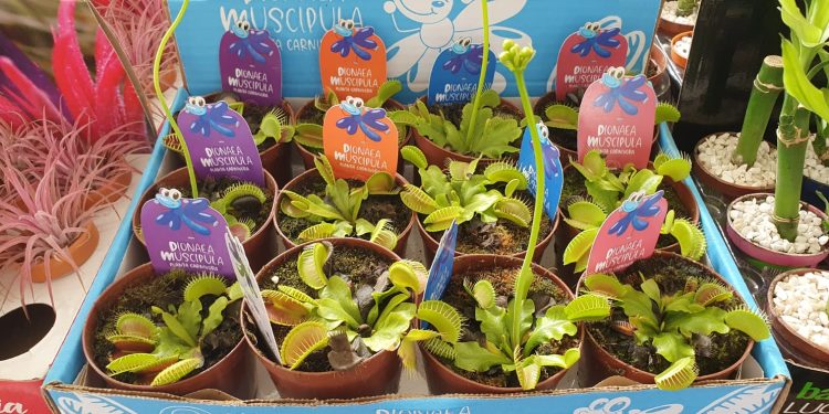 Festival das Flores de Holambra volta ao Cariri