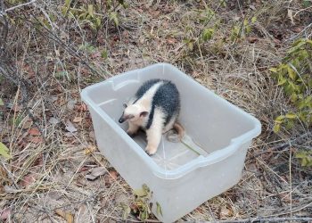 Tamanduá-mirim é resgatado pela PMCE na cidade de Barbalha
