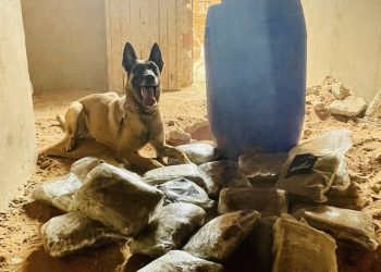 Com apoio de cão farejador, PC-CE apreende quase 10 kg de maconha em imóvel em Juazeiro do Norte