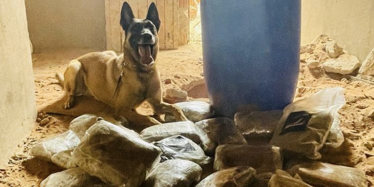 Com apoio de cão farejador, PC-CE apreende quase 10 kg de maconha em imóvel em Juazeiro do Norte