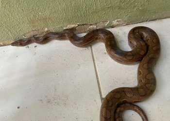 PMCE resgata jiboia arco-íris em residência na cidade de Juazeiro do Norte