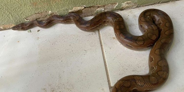 PMCE resgata jiboia arco-íris em residência na cidade de Juazeiro do Norte