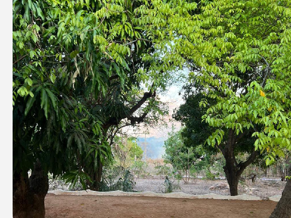 Órgãos de segurança prendem homem que ateou fogo no Parque Natural das Timbaúbas