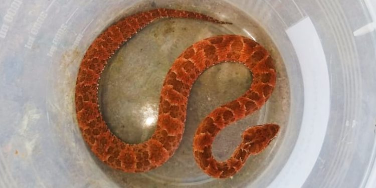 Cobra jararaca é resgatada por policiais militares em parque infantil no município de Barbalha