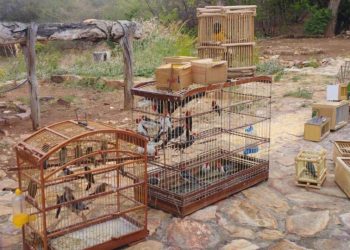 PMCE e ONG parceira realizam soltura de animais silvestres resultado de resgates e apreensões