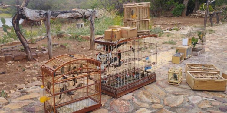 PMCE e ONG parceira realizam soltura de animais silvestres resultado de resgates e apreensões