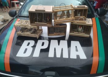 PMCE resgata 14 pássaros silvestres de comércio ilegal em Juazeiro do Norte