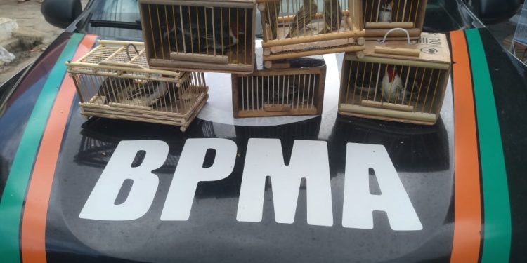 PMCE resgata 14 pássaros silvestres de comércio ilegal em Juazeiro do Norte