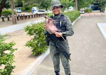 PMCE resgata tatu em estabelecimento comercial no município de Juazeiro do Norte
