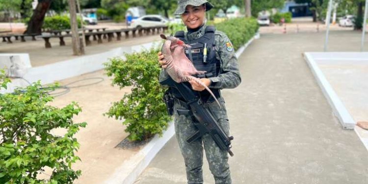 PMCE resgata tatu em estabelecimento comercial no município de Juazeiro do Norte