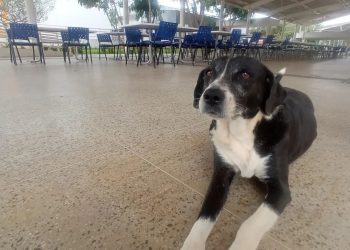 Enfrentando desafios durante o recesso de fim de ano, projeto voluntário luta para garantir bem-estar de animais abandonados