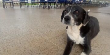 Enfrentando desafios durante o recesso de fim de ano, projeto voluntário luta para garantir bem-estar de animais abandonados