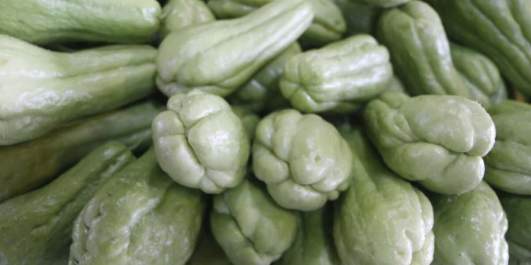 Preço do chuchu registra queda de 16,7% na Ceasa Cariri