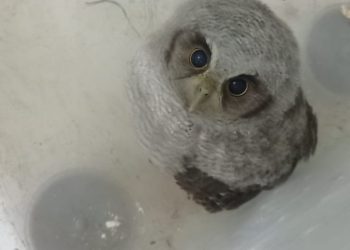 PMCE resgata coruja que foi encontrada em residência no Crato