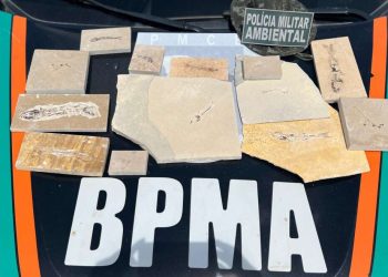 Polícia Militar recolhe 13 fósseis durante fiscalizações em pedreiras nos municípios de Nova Olinda e Santana do Cariri
