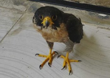 Em ações distintas, Polícia Militar resgata falcão e cassaco no Ceará