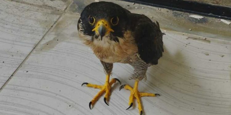 Em ações distintas, Polícia Militar resgata falcão e cassaco no Ceará