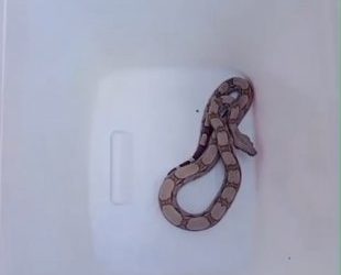 Corpo de Bombeiros resgata filhote de jiboia em uma distribuidora de água no Crato