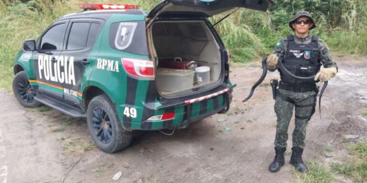 PMCE resgata capivara e cobra em Maracanaú e Juazeiro do Norte