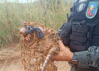 Homem é detido pela PMCE suspeito de caça ilegal em Farias Brito