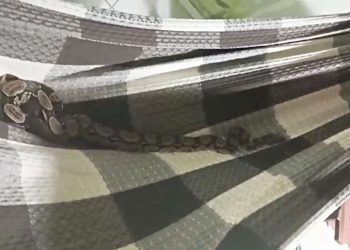 PMCE resgata jiboia dentro de uma rede em residência na cidade de Juazeiro do Norte