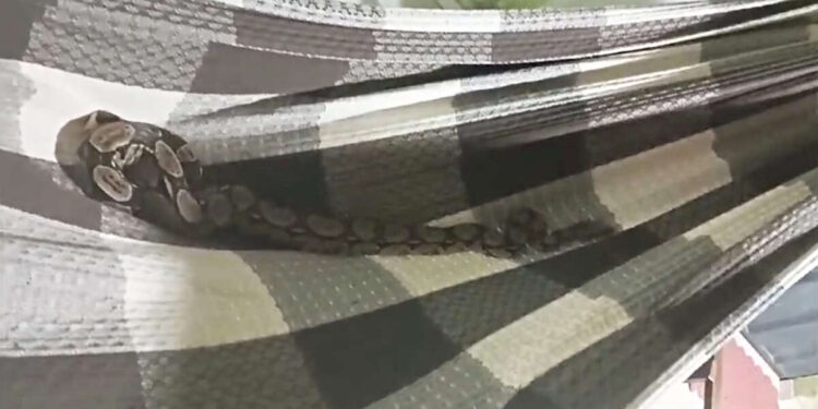 PMCE resgata jiboia dentro de uma rede em residência na cidade de Juazeiro do Norte