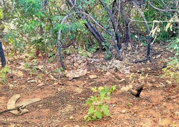 Em ações distintas, PMCE resgata jiboias e cassacos em Juazeiro do Norte