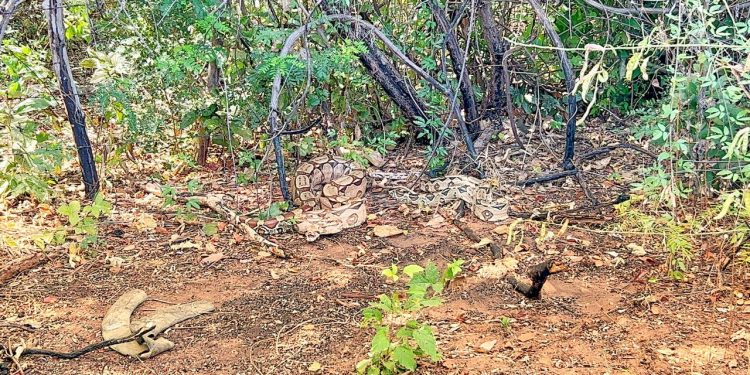 Em ações distintas, PMCE resgata jiboias e cassacos em Juazeiro do Norte