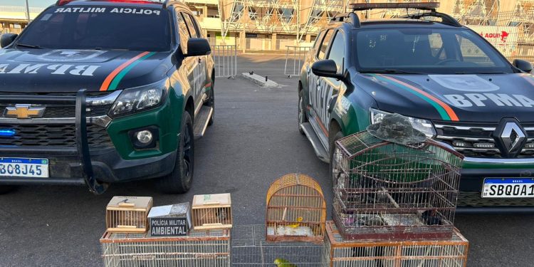 Homem é detido e 22 pássaros silvestres são resgatados pela PMCE em Juazeiro do Norte