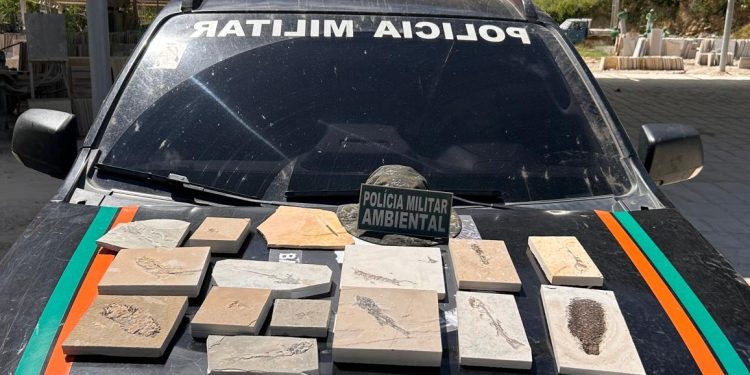 PMCE recolhe 15 fósseis durante fiscalizações em pedreiras no Cariri