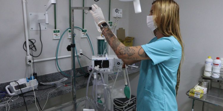 Programa Vet+Ceará realiza mais de 500 procedimentos em 13 dias de funcionamento