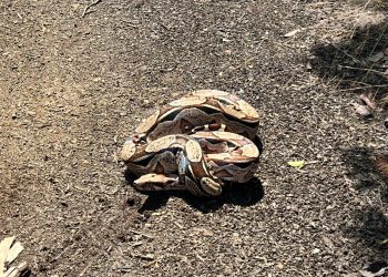 Suspeito de maus-tratos e caça ilegal é detido pela PMCE e animais silvestres são apreendidos no Cariri