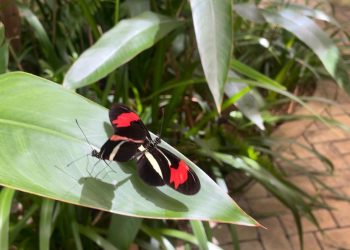 Mirante do Caldas e URCA realizam reabertura do Borboletário do Cariri no dia 12 de julho