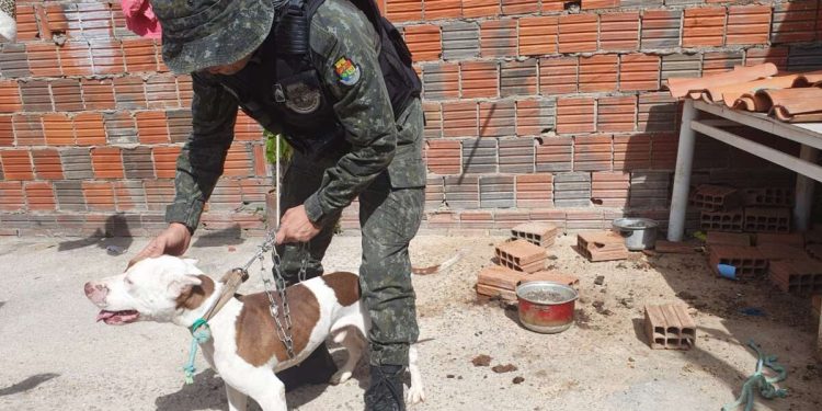 PMCE faz o resgate de pitbull com sinais de maus-tratos no Crato