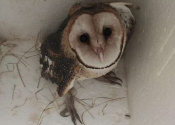 PMCE resgata coruja suindara que teria sido ferida por cães em Juazeiro do Norte