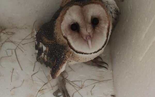 PMCE resgata coruja suindara que teria sido ferida por cães em Juazeiro do Norte
